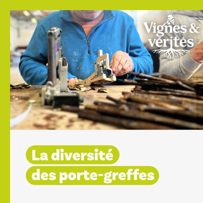 VIGNES ET VÉRITÉS. Porte-greffes : la diversité comme racine du futur ! cover