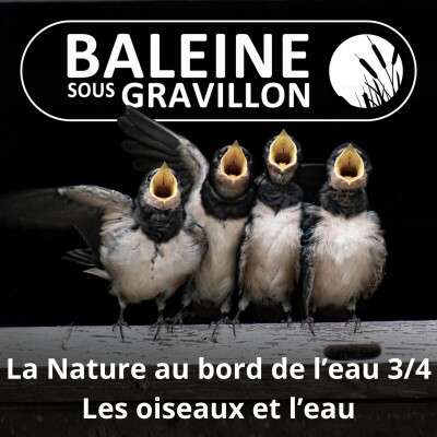 S03E102 La Nature au bord de l'eau 3/4 : Mammifères et oiseaux d'eau (Marc Giraud) cover