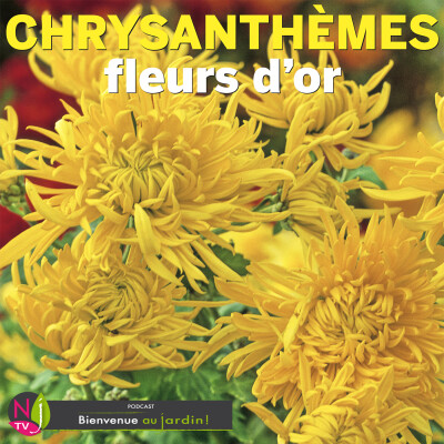 HISTOIRES BOTANIQUES: LES CHRYSANTHÈMES, FLEURS SYMBOLES DE L’AUTOMNE cover