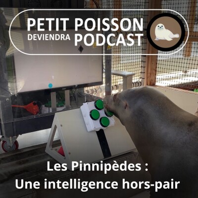 S05E34 Les Pinnipèdes : Une intelligence hors pair cover