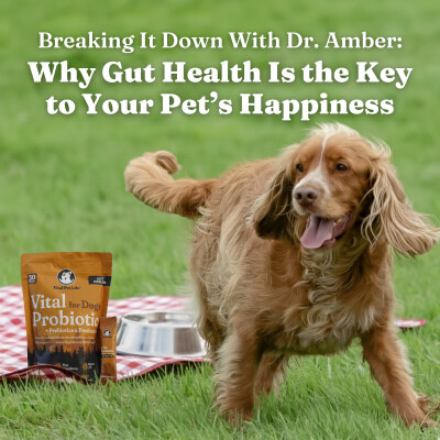 Breaking It Down with Dr. Amber: Why Gut Health Is the Key to Your Pet’s Happiness A Podcast For Dogs Taking Probiotic Supplement cover