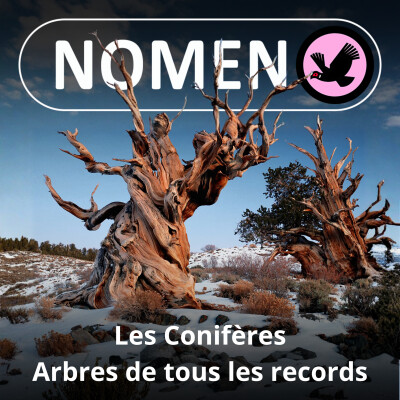 S01E04 Conifères : les arbres de tous les records cover