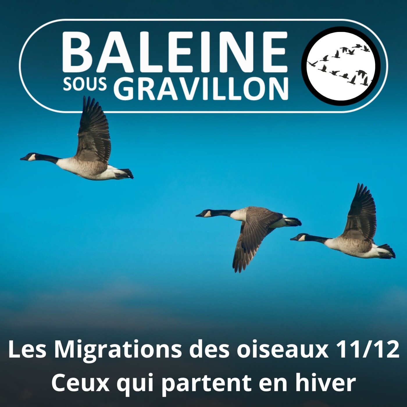 S04E28 Les Migrations des Oiseaux 11/12 : Partir en hiver (janvier février mars) episode artwork