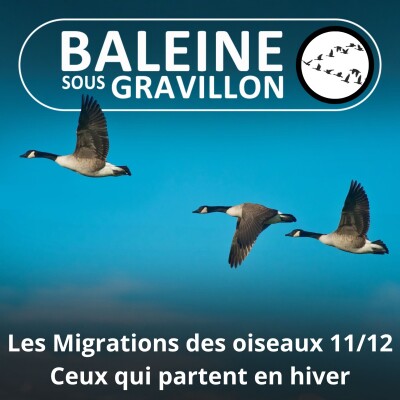 S04E28 Les Migrations des Oiseaux 11/12 : Partir en hiver (janvier février mars) cover