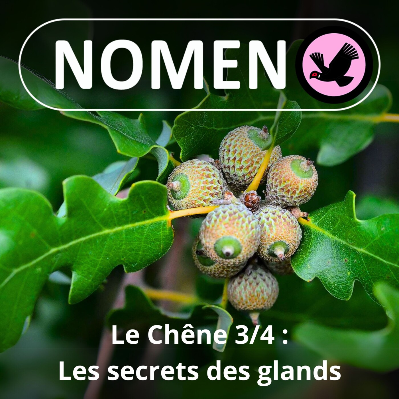 S02E20 Le Chêne 3/4 : sessile ou pédonculé ? de l'art de bien observer la "queue" des glands