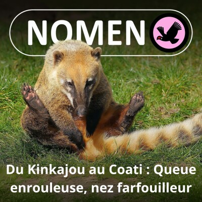 S02E17 Du Kinkajou au Coati : une queue enrouleuse et un nez farfouilleur cover