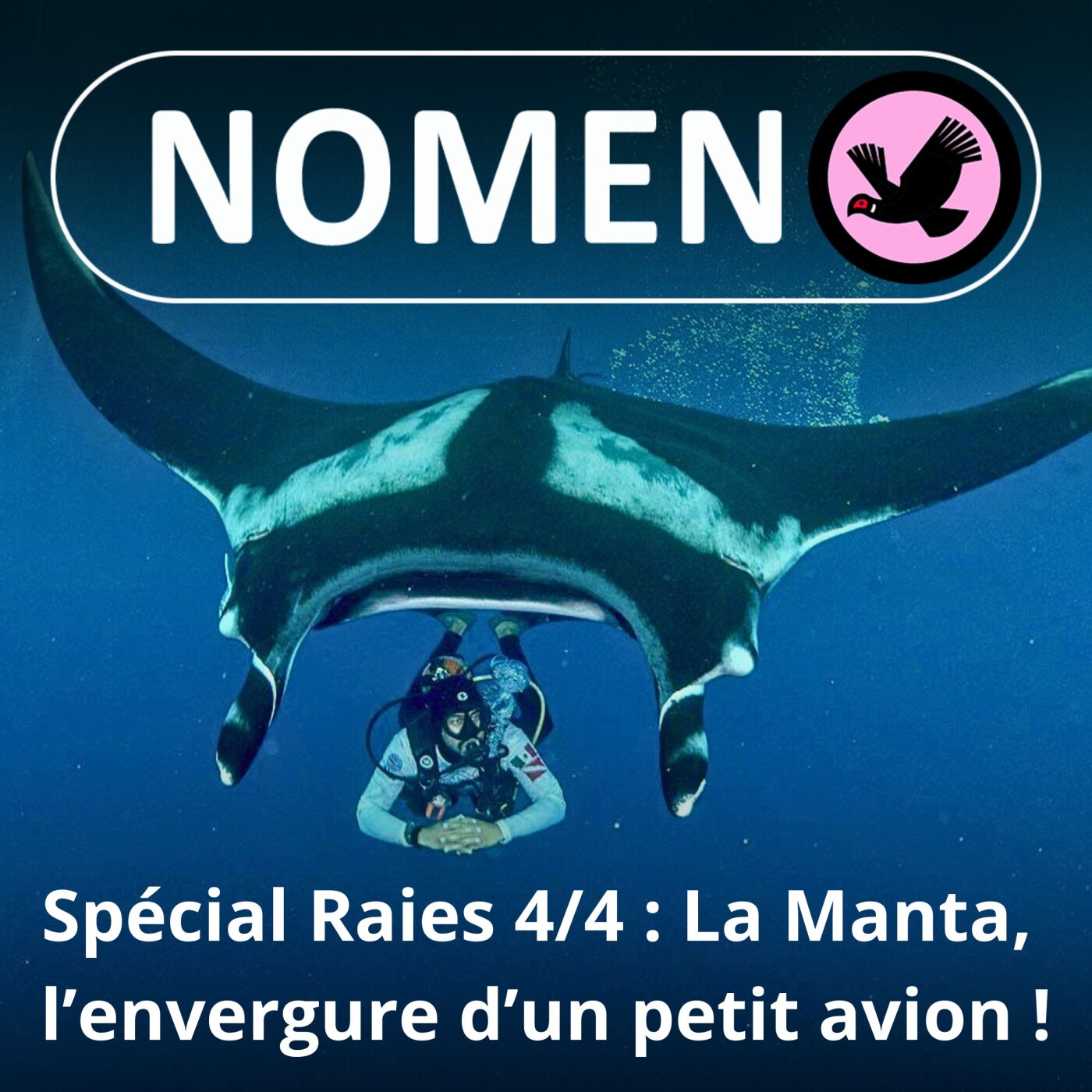 SPÉCIAL Raies 4/4 : La Manta, l'envergure d'un petit avion !