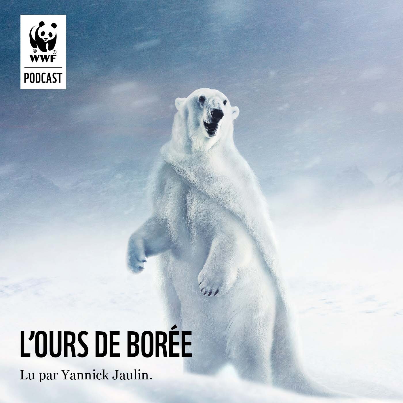 L’ours de Borée