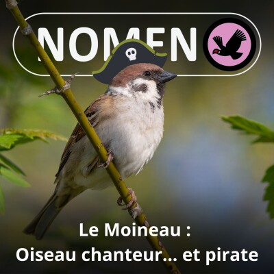 S05E14 Le Moineau : Le moine-pirate des squares cover