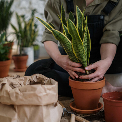 Est-il bon d'avoir des plantes chez nous ? cover