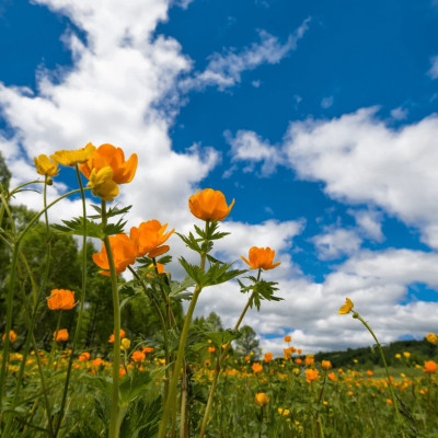 10 activités à faire au printemps cover
