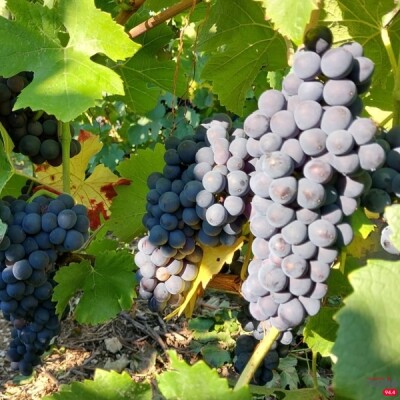 LES INVITÉS DU 6/9 - Marianne et Laurent Farfelan cover