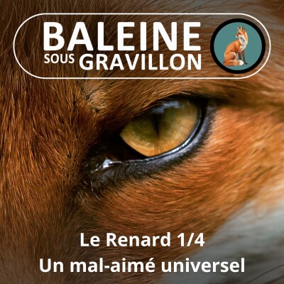 S04E34 Le Renard 1/4 : Un mal-aimé universel (Pierre Rigaux) cover
