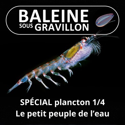 SPÉCIAL PLANCTON 1/4 : Le "petit peuple de l'eau", inconnu mais essentiel (Pierre Mollo) cover