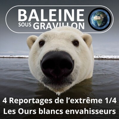 S03E54 Reportages de l'extrême 1/4 : Les Ours polaires envahissent la ville (Olivier Gasselin) cover