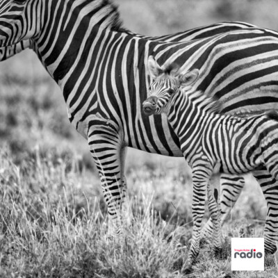 ZEBRA TROYES - L'exigence parentale cover