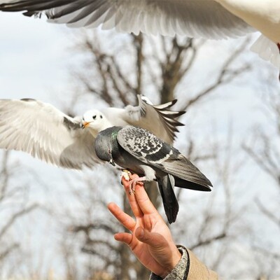 Animaux urbains et santé des citadins cover