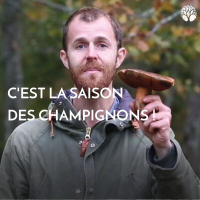 C'est la saison des champignons ! En voici 5 qui sont délicieux ! cover