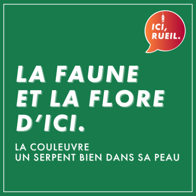 La Faune et la Flore d'Ici : La couleuvre, un serpent bien dans sa peau cover