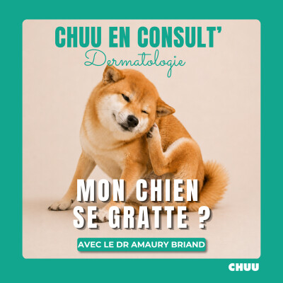 Comprendre et prévenir les problèmes de peau chez le chien : les conseils du Dr Amaury Briand cover