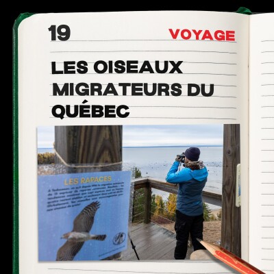 #19. Les oiseaux migrateurs du Québec cover