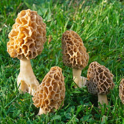 Clap de faim pour les morilles ! cover