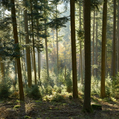 Sons de la forêt : au cœur de la montagne cover