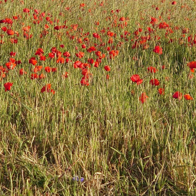 Votez dans Vos Assemblées cover