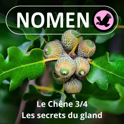 S01E65 Le Chêne 3/4 : Sessile ou pédonculé ? De l'art de bien observer la "queue" des glands cover