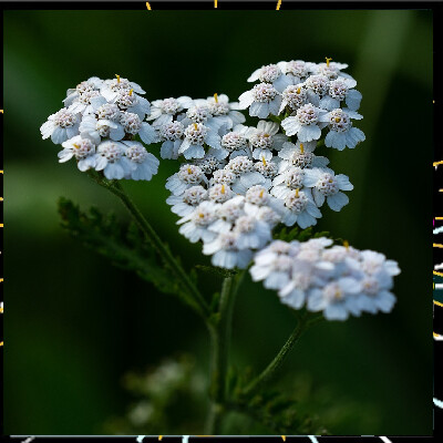 Au fil des plantes épi 3, L'Achillée millefeuille avec Alicia Bonnaud cover