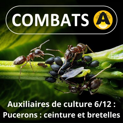 SPÉCIAL Auxiliaires 6/12 : Les Pucerons, une reproduction "ceinture et bretelle" cover