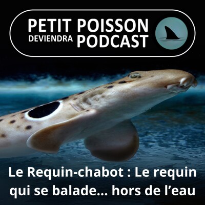 S04E29 Le requin-chabot : Un original qui se balade hors de l'eau cover