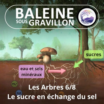 S03E85 Les Arbres 6/8 : "Passe moi le sucre, je te donne le sel !" (Ernst Zürcher) cover
