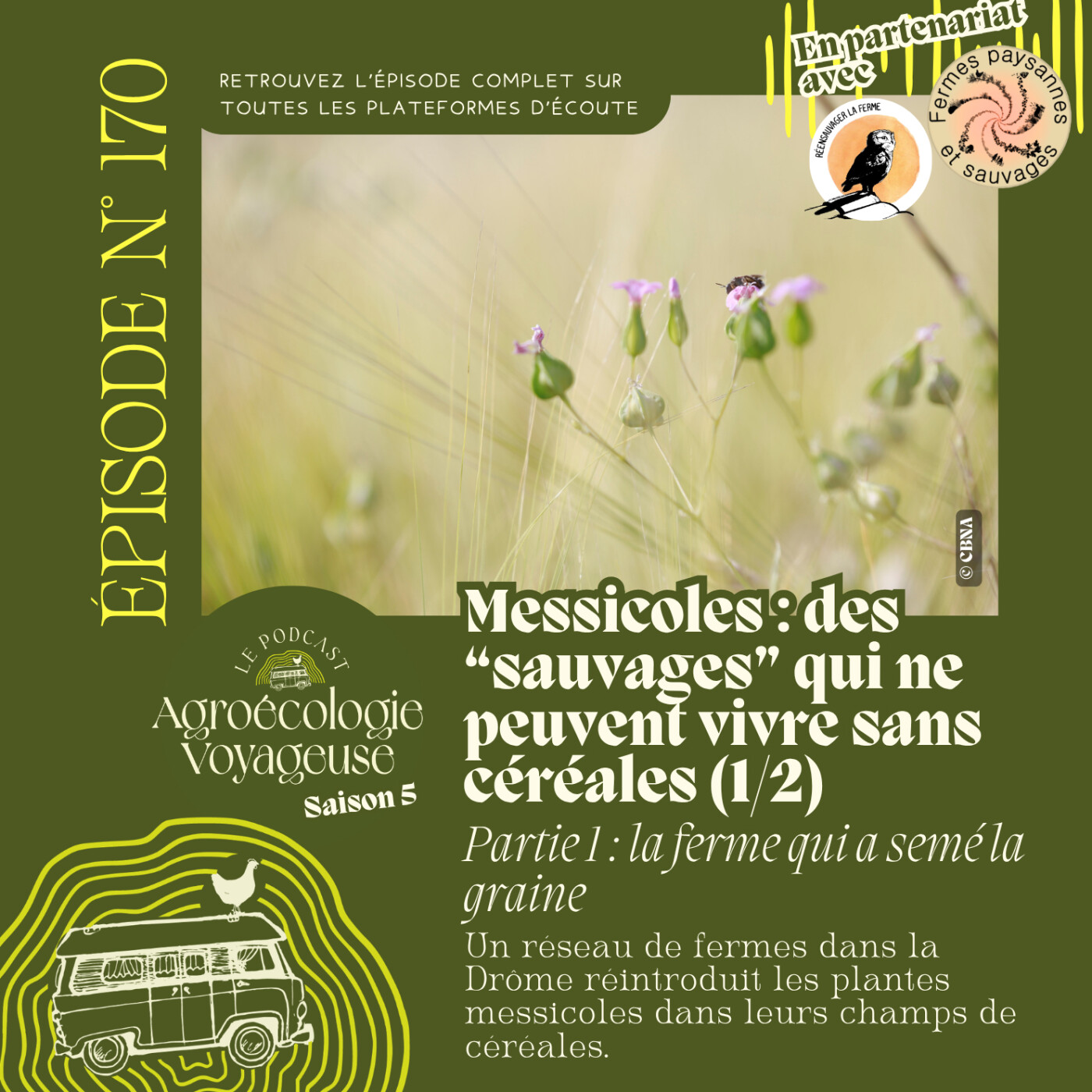 #170 Messicoles 🌾 des plantes "sauvages" qui ne peuvent pas se passer de nous (1/2)