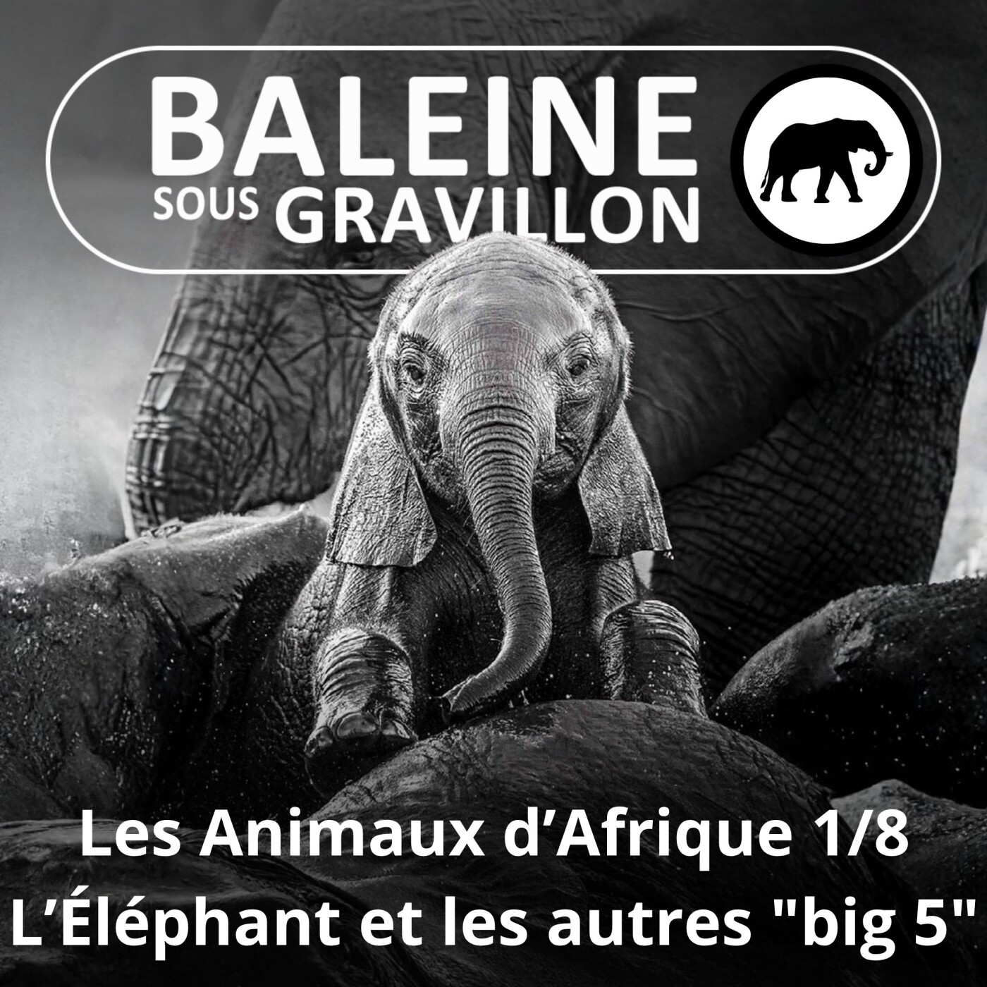 S02E74 Les Animaux d'Afrique 1/8 : Éléphant, Rhinocéros, Lion, Léopard, Guépard, Buffle... (Adeline Lobbes) episode artwork