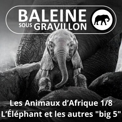 S02E74 Les Animaux d'Afrique 1/8 : Éléphant, Rhinocéros, Lion, Léopard, Guépard, Buffle... (Adeline Lobbes) cover