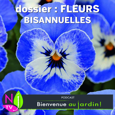 DOSSIER: QUI SONT LES PLANTES BISANNUELLES ? cover