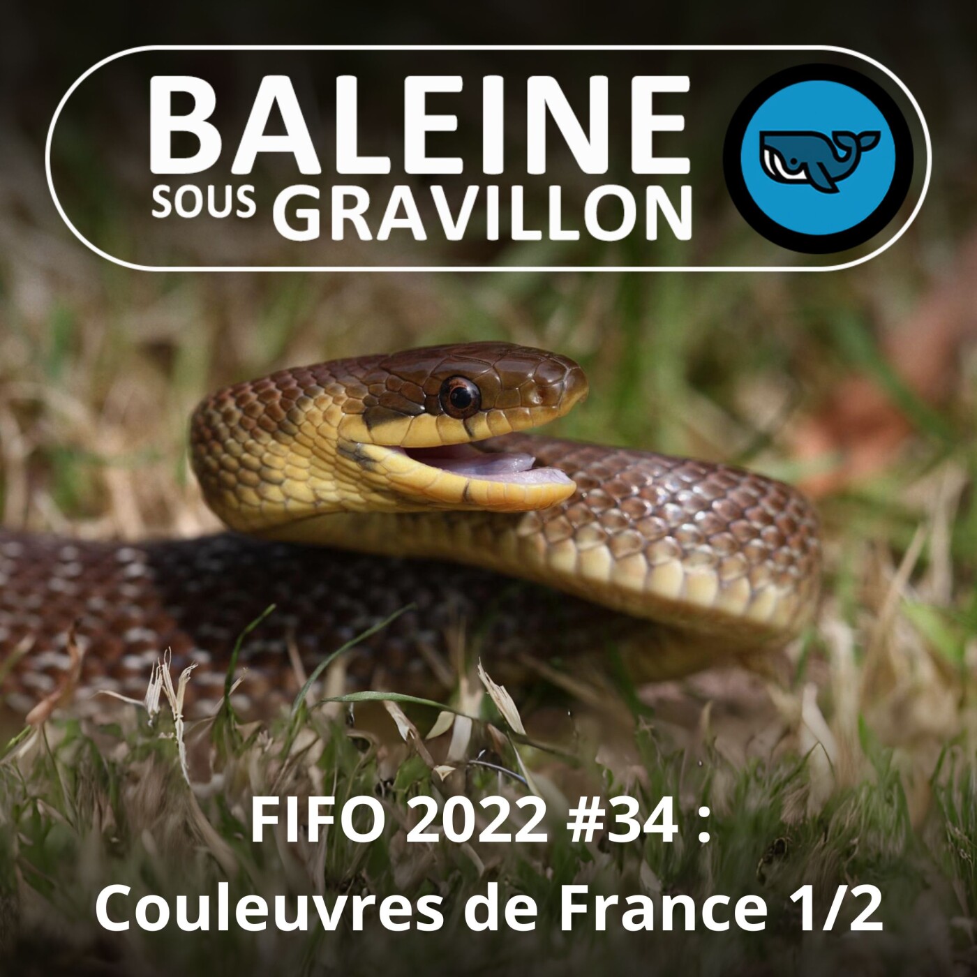 FIFO #34 : Couleuvres de France 1/2 (Corentin Foucher et David Leduc, herpétologues)