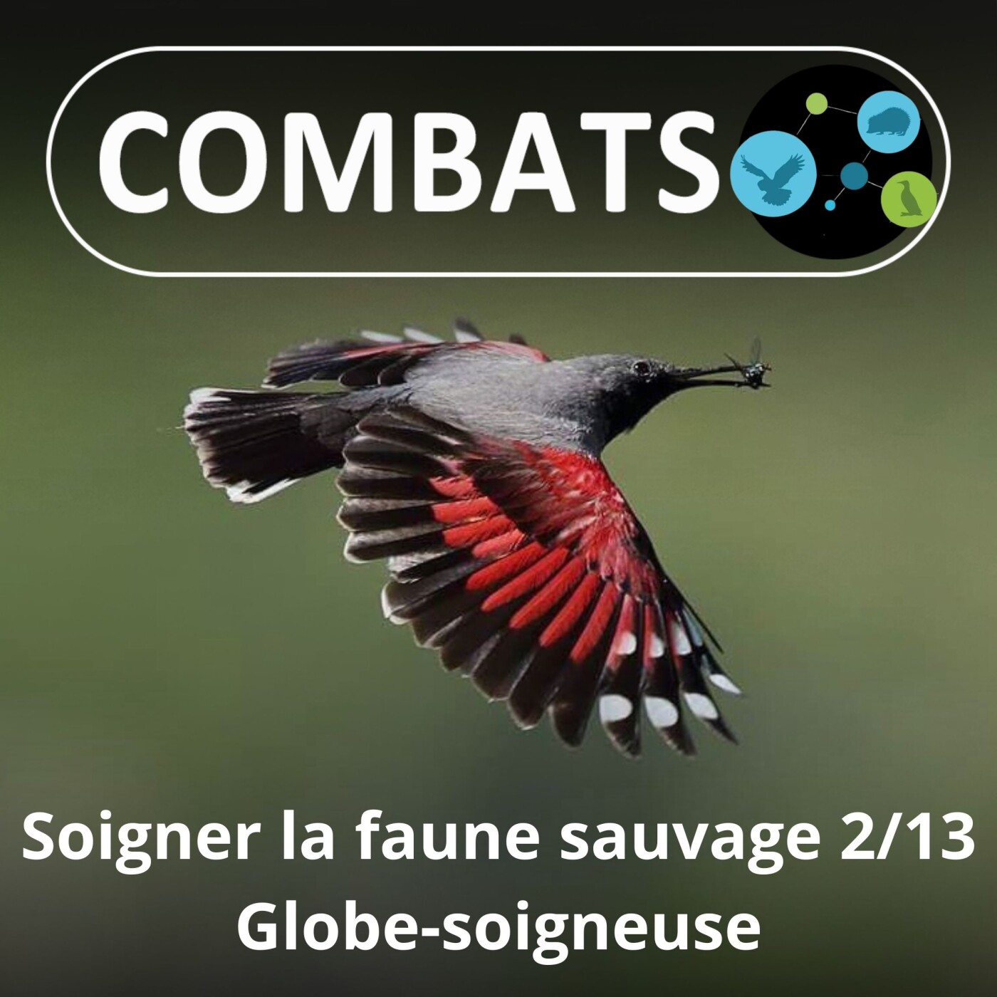 S01E59 Soigner la faune sauvage 2/13 : Trajectoire d'une "globe-soigneuse" (Manon Tissidre, directrice du Réseau)