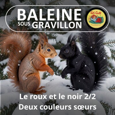 S07E98 Le roux et le noir 2/2 : Ces écureuils roux qui virent au noir en montagne cover