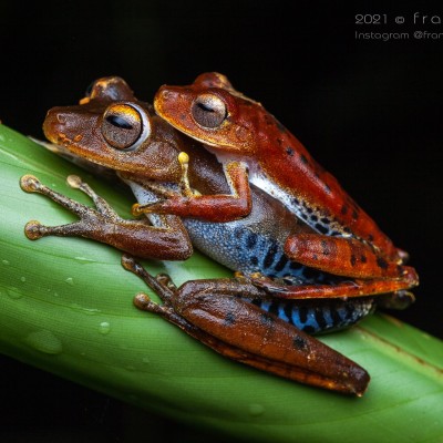 S02E62 Grenouilles et Crapauds 1/4 : tout sur les anoures, Rémy Falchi (herpétophile) cover