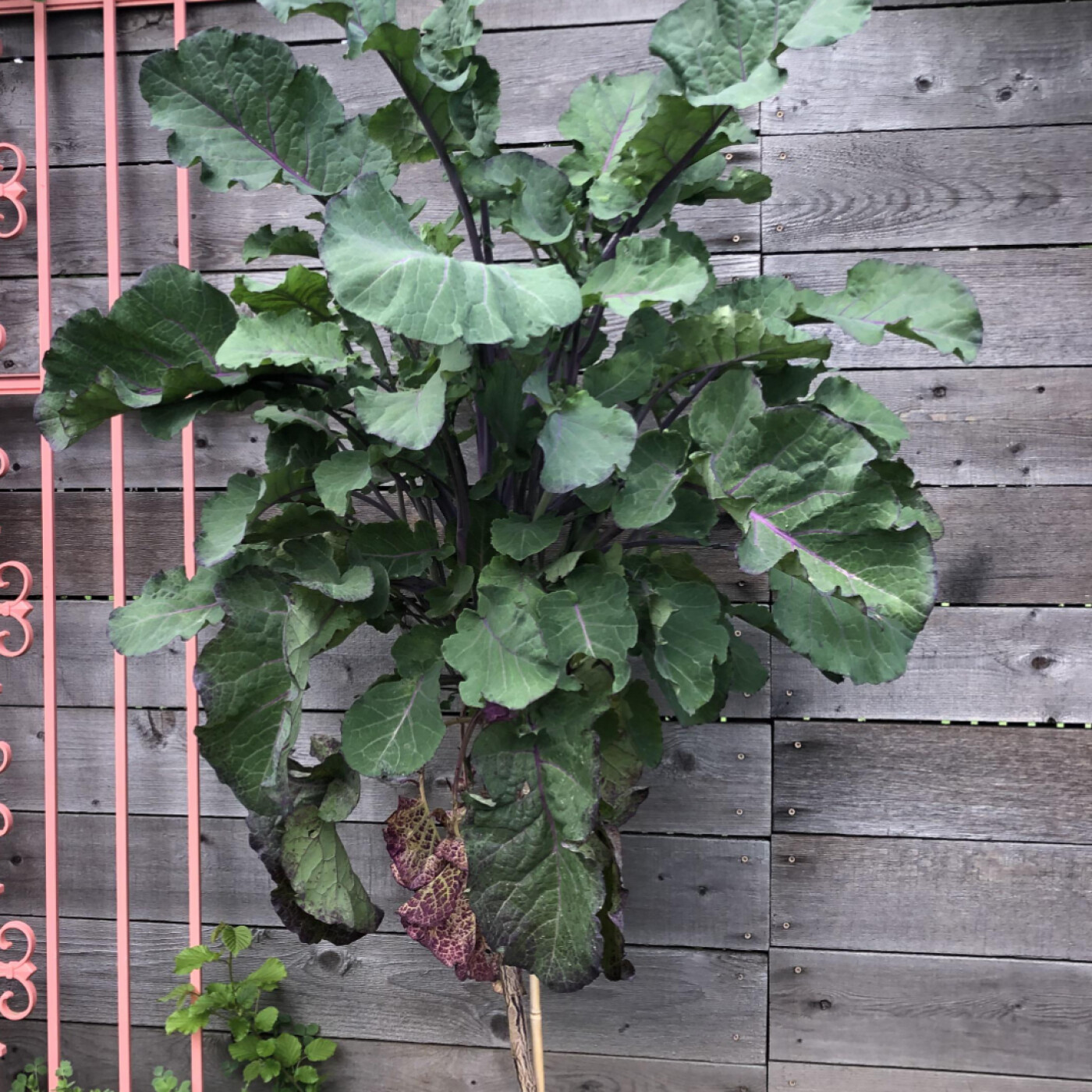 Le Purple Tree Collard : le chou arbre perpétuel venu de Californie
