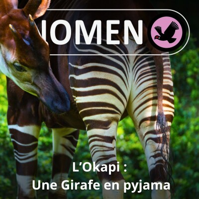 SPÉCIAL Naissance d'UNE petite Girafe 2/2 : L'Okapi, une Girafe en pyjama cover