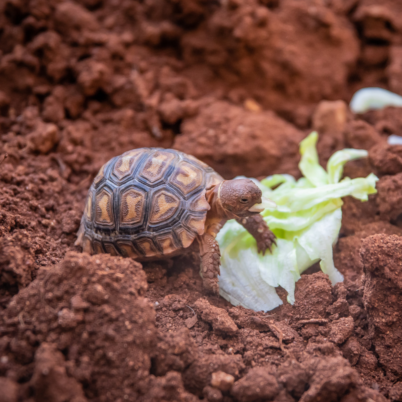 WILD - PODCAST ANIMALIER #0 - TEASER PRESENTATION EMISSION