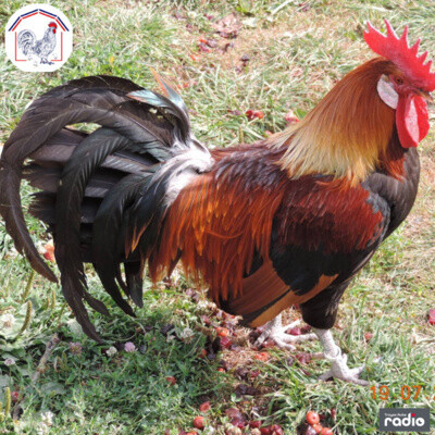 L'INVITÉS DU 6/9 - Le conservatoire du Coq Gaulois de Méry-sur-Seine cover