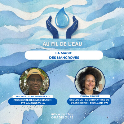 La Magie des mangroves cover