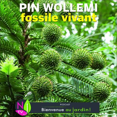 HISTOIRES BOTANIQUES: LE PIN WOLLEMI, FOSSILE VIVANT cover