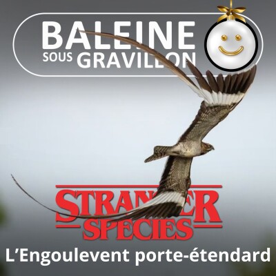 STRANGER SPECIES 1/12 : L'Engoulevent porte-étendard... d'une famille hors-sol cover