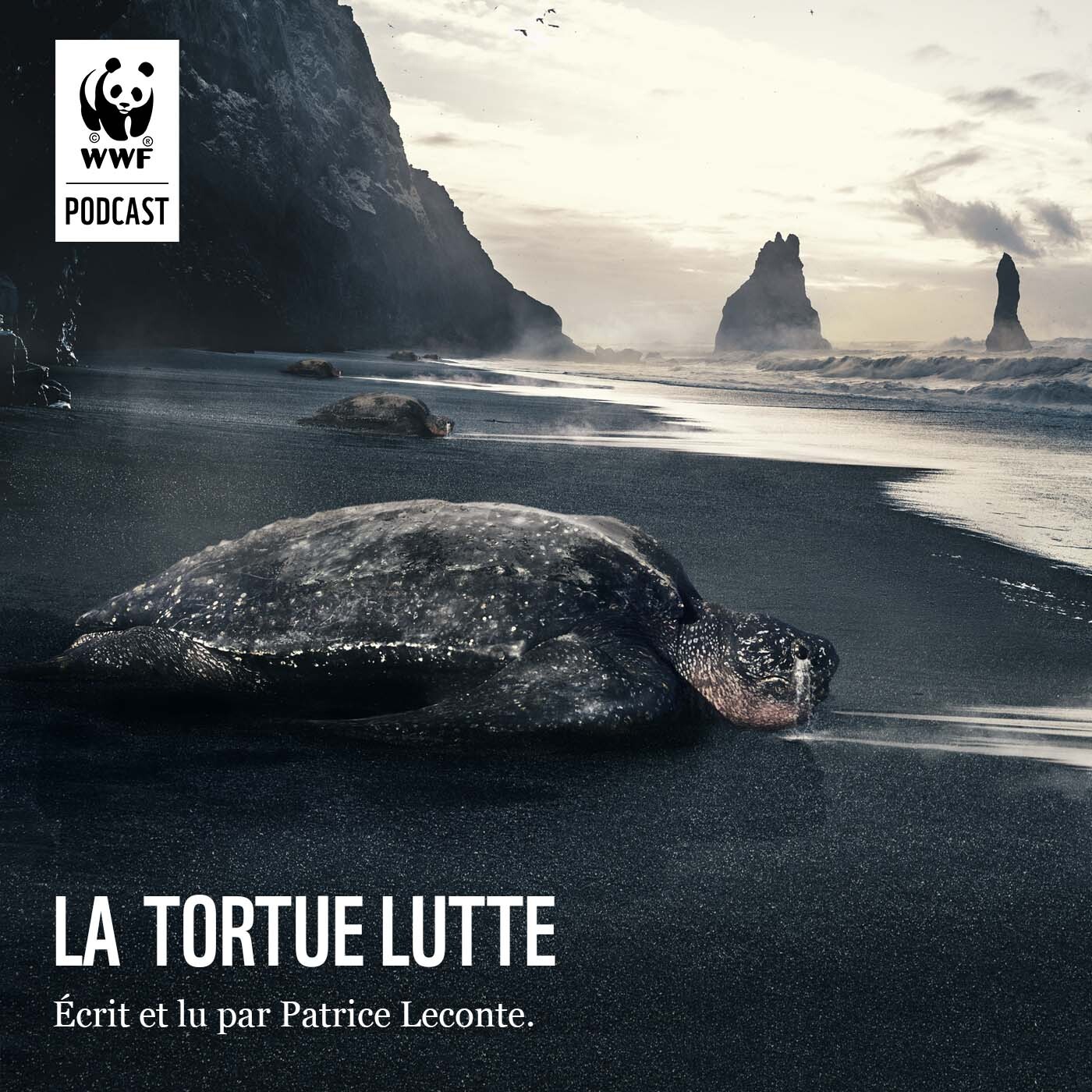 La Tortue Lutte
