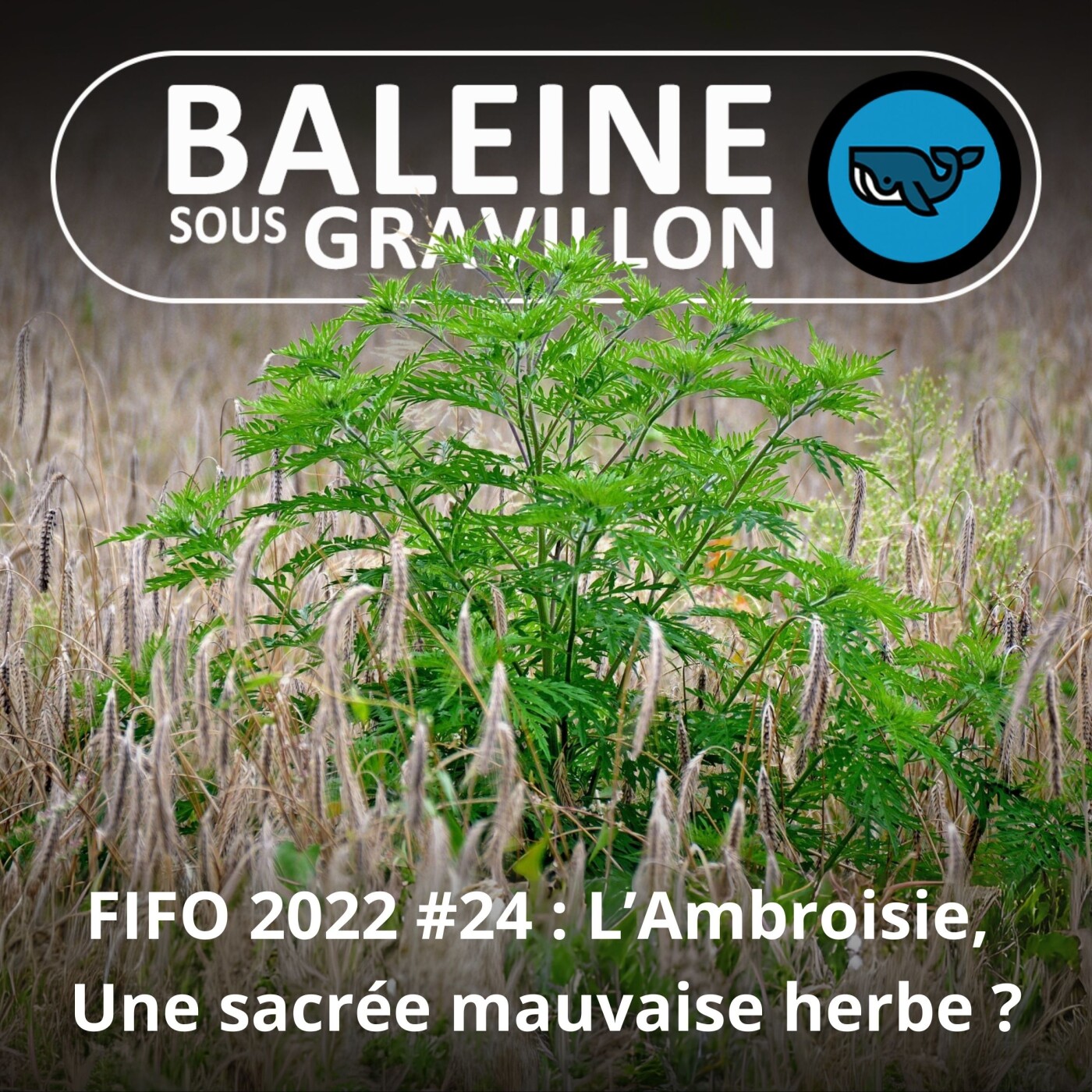 FIFO #24 : L'Ambroisie, le nectar des Dieux rétrogradé en mauvaise herbe (Gaëlle Guyot, FREDON)